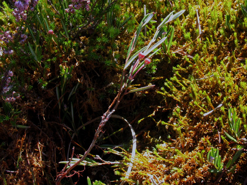 Andromeda polifolia L. / Andromeda